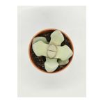 DOĞA BAHÇESİ Lithops Lapidaria Margaretae Koleksiyonluk Tür Kaktüs 5.5cm Saksılı