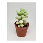 DOĞA BAHÇESİ Sedum Treleasii Özel Tür Sukulent 5,5cm Saksılı