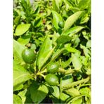 Doğa Çiçekçilik Limon Fidanı ( Meyveli ) Limon Ağacı Fidanı Yediveren Mayer Limon Fidanı