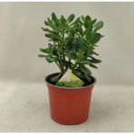 Doğa Çiçekçilik Para Ağacı Para Çiçeği Bereket Ağacı Crassula Ovata - İç Mekan1686