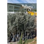 DOĞA FİDANCILIK 1.5 Metre Aşılı Gemlik Trilye Zeytin Fidanı 5 Yaş