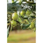 DOĞA FİDANCILIK Gemlik Trilye Zeytin Fidanı 2 Yaş