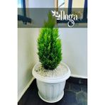 Doğa Fidancılık Limon Çamı Limon Servi Çam Fidanı 2 Yaş 90-110 cm Boy - 1 Adet