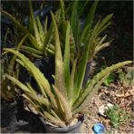 Doğa Garden 4 Adet Aloe Vera Bitkisi 20-30 cm