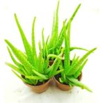 Doğa Garden Aloe Vera Bitkisi 3 Saksı