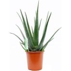 Doğa Garden Aloe Vera Bitkisi 30 40 cm Sarı Sabır Bitkisi Ev Bitkisi