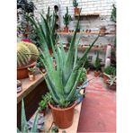 Doğa Garden Aloe Vera Bitkisi Orta Boy Saksılı Jel İçin Uygun