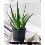 Doğa Garden Aloe Vera Bitkisi
