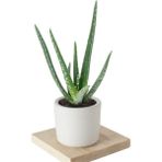 Doğa Garden Aloe Vera (Sarısabır) Bitkisi