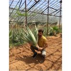 Doğa Garden Çok Büyüyen Aloe Vera Bitkisi Fidanı Bol Yavrulu 50 Cm Köklü Saksısız Aloe Vera Plant