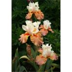 Doğa Garden Iris Süsen Çiçek Soğanı Somon Beyaz