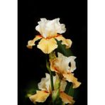 Doğa Garden Kavuniçi Iris Süsen Çiçek Soğanı