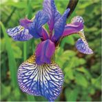 Doğa Garden Mor Damarlı Iris Süsen Çiçek Soğanı