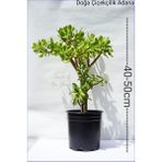 Doğa Garden Para Ağacı Para Çiçeği Crassula Ovata - Ağaç Fidanları