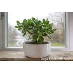 Doğa Garden Para Çiçeği Bereket Ağacı Crassula Ovata - İç Mekan273