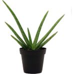 Doğa Garden Saksıda Şifa Kaynağı Aloe Vera Bitkisi