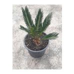 doğagarden Cycas Revoluta Japon Sago Palmiyesi