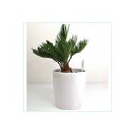 doğagarden Sikas - Cycas Revoluta -japon Sago Palmiyesi (15 Cm Ağız Çaplı Seramik Saksılı)