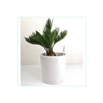 doğagarden Sikas - Cycas Revoluta -japon Sago Palmiyesi