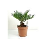 doğagarden Sikas Palmiyesi Mini Cycas Revoluta Japon Sago Palm