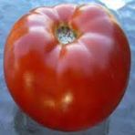 Doğal 20 Adet Beefsteak Domates Tohumu