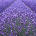 Doğal Angustifolia Lavanta Çiçeği Tohumu (40 Tohum)