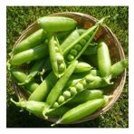Doğal Geleneksel Bezelye Tohumu (25 Gram)
