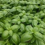 Dogal Green Geniş Yapraklı Aromatik Fesleğen Tohumu (50 tohum)