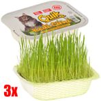 Doğal Kedi Çimi (Fileli) x 3 Adet