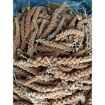 Doğal Kızıl Dal Darı Kuş Yemi 100gr (min:10cm-max:20cm Uzunluk)
