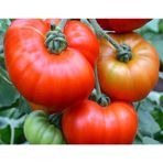 Doğal Marmande Domates Tohumu