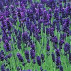 Doğal Mavi Hidcote Blue Lavanta Tohumu (20 Tohum)