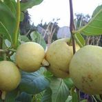 Doğal Sarı Guava Tohumu(10 tohum)
