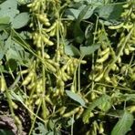 Doğal Soya Fasulye Tohumu(100 Tohum)