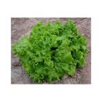 Doğal Waldman's Green Marul Tohumu(100 tohum)