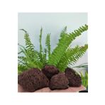 Doğalsan Tarım Akvaryum Taşı 1 kg 5-10 cm Kırmızı Pomza Kırmızı Ponza Volkanik Cüruf Lav Taşı