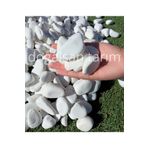 Doğalsan Tarım Beyaz Dolomit Taş 3 Kg 2-4 Cm Dere Taşı Çakıl Taşı Saksı Taşı Akvaryum Teraryum Taşı Bahçe Taşı
