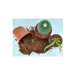 Doğalsan Tarım Kaktüs Toprağı 1 Lt Sukulent Toprağı Aloe Vera Toprağı Ithal Torf Pomza Perlit Vermikulit Karışımı