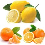 Doğan Fidancılık 3'lü Narenciye Fidanı Paketi (Limon Portakal Mandalin) - 1