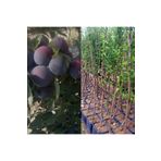 Doğan Fidancılık Black Diamond ( Japon erik ) Fidanı Saksılı 5-6 yaş 150 -170 cm