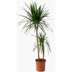 Doğan Fidancılık Madagaskar Dragon Ağacı Dracaena Marginata - 1