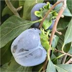 Doğan Fidancılık Özel Tür Tüplü ve Aşılı Black (Siyah) Trabzon Hurma Fidanı (Diospyros Kaki L.) - 1