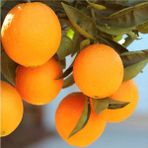 Doğan Fidancılık Tüplü Aşılı Içi Kırmızı Şadok Pomelo (Ağaç Kavunu) Fidanı