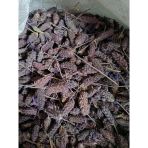 Doğanın Kalbi 200 gr Karabaş Otu
