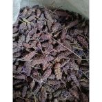 Doğanın Kalbi 300 gr Karabaş Otu