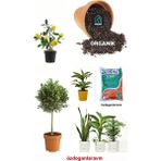 Dogant Meyve Saksı Çiçek Torf 5 L - Organik Torf