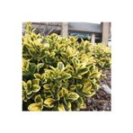 Doğaşık 1-2 Yaş Tüplü Alacalı Gold Taflan - Euonymus Japonicus | Göz Alıcı Ve Dayanıklı Peyzaj Bitkisi