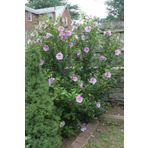 doğaşık 2 Yaş Tüplü Ağaç Hatmi Fidanı - Hibiscus syriacus | Hoş Çiçekleriyle Bahçenizi Güzelleştirin