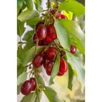 Doğaşık 2 Yaşında Tüplü Kırmızı Kızılcık (Cornus Mas) Fidanı - Bahçeniz Için Şifalı ve Lezzetli Bir Meyve