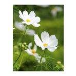 doğaşık 50 Adet Kozmoz Çiçeği (Cosmos bipinnatus) Tohumu - Renkli ve Zarif